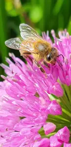 Annelies 03 Bij op Allium